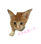 ニャンコの気持ち②（個別スタンプ：1）