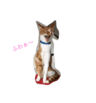 ニャンコの気持ち②（個別スタンプ：4）