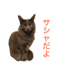 サシャ様（個別スタンプ：1）