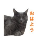 サシャ様（個別スタンプ：2）