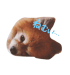 ポメラニアンのぶう（個別スタンプ：2）