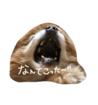 ポメラニアンのぶう（個別スタンプ：6）
