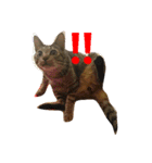 キジトラ猫のルナ（個別スタンプ：2）