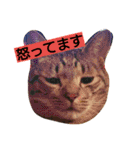 キジトラ猫のルナ（個別スタンプ：4）