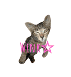 キジトラ猫のルナ（個別スタンプ：6）
