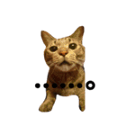 キジトラ猫のルナ（個別スタンプ：7）