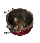 キジトラ猫のルナ（個別スタンプ：17）