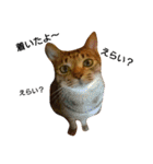 キジトラ猫のルナ（個別スタンプ：21）