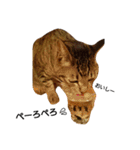 キジトラ猫のルナ（個別スタンプ：31）