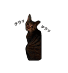 キジトラ猫のルナ（個別スタンプ：33）