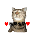 キジトラ猫のルナ（個別スタンプ：36）