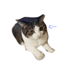 Catchat（個別スタンプ：1）