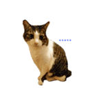 Catchat（個別スタンプ：2）