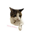 Catchat（個別スタンプ：3）