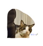 Catchat（個別スタンプ：4）