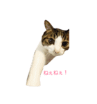 Catchat（個別スタンプ：5）