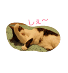 Catchat（個別スタンプ：6）