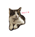 Catchat（個別スタンプ：9）