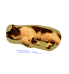Catchat（個別スタンプ：10）