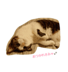Catchat（個別スタンプ：11）