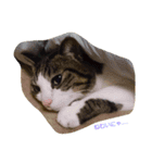 Catchat（個別スタンプ：12）