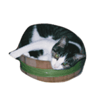 Catchat（個別スタンプ：13）