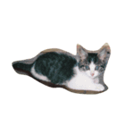Catchat（個別スタンプ：14）