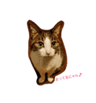 Catchat（個別スタンプ：15）