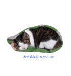 Catchat（個別スタンプ：16）