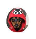 minpin（個別スタンプ：1）