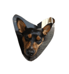 minpin（個別スタンプ：2）