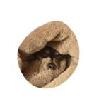 minpin（個別スタンプ：4）