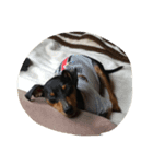 minpin（個別スタンプ：6）