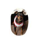 minpin（個別スタンプ：7）
