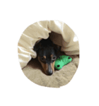 minpin（個別スタンプ：8）