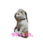 愛犬ココのスタンプ（個別スタンプ：1）