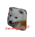 愛犬ココのスタンプ（個別スタンプ：3）