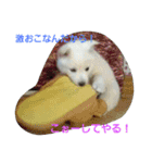愛犬ココのスタンプ（個別スタンプ：4）