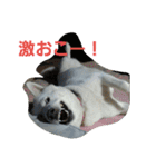 愛犬ココのスタンプ（個別スタンプ：9）