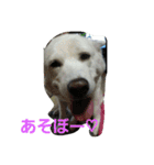 愛犬ココのスタンプ（個別スタンプ：10）