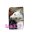 愛犬ココのスタンプ（個別スタンプ：12）