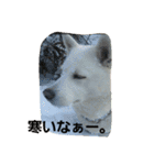 愛犬ココのスタンプ（個別スタンプ：13）