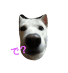 愛犬ココのスタンプ（個別スタンプ：15）