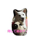 愛犬ココのスタンプ（個別スタンプ：16）