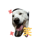 愛犬ココのスタンプ（個別スタンプ：18）