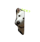 愛犬ココのスタンプ（個別スタンプ：20）