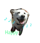 愛犬ココのスタンプ（個別スタンプ：21）