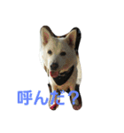 愛犬ココのスタンプ（個別スタンプ：22）