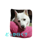 愛犬ココのスタンプ（個別スタンプ：23）