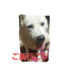 愛犬ココのスタンプ（個別スタンプ：24）